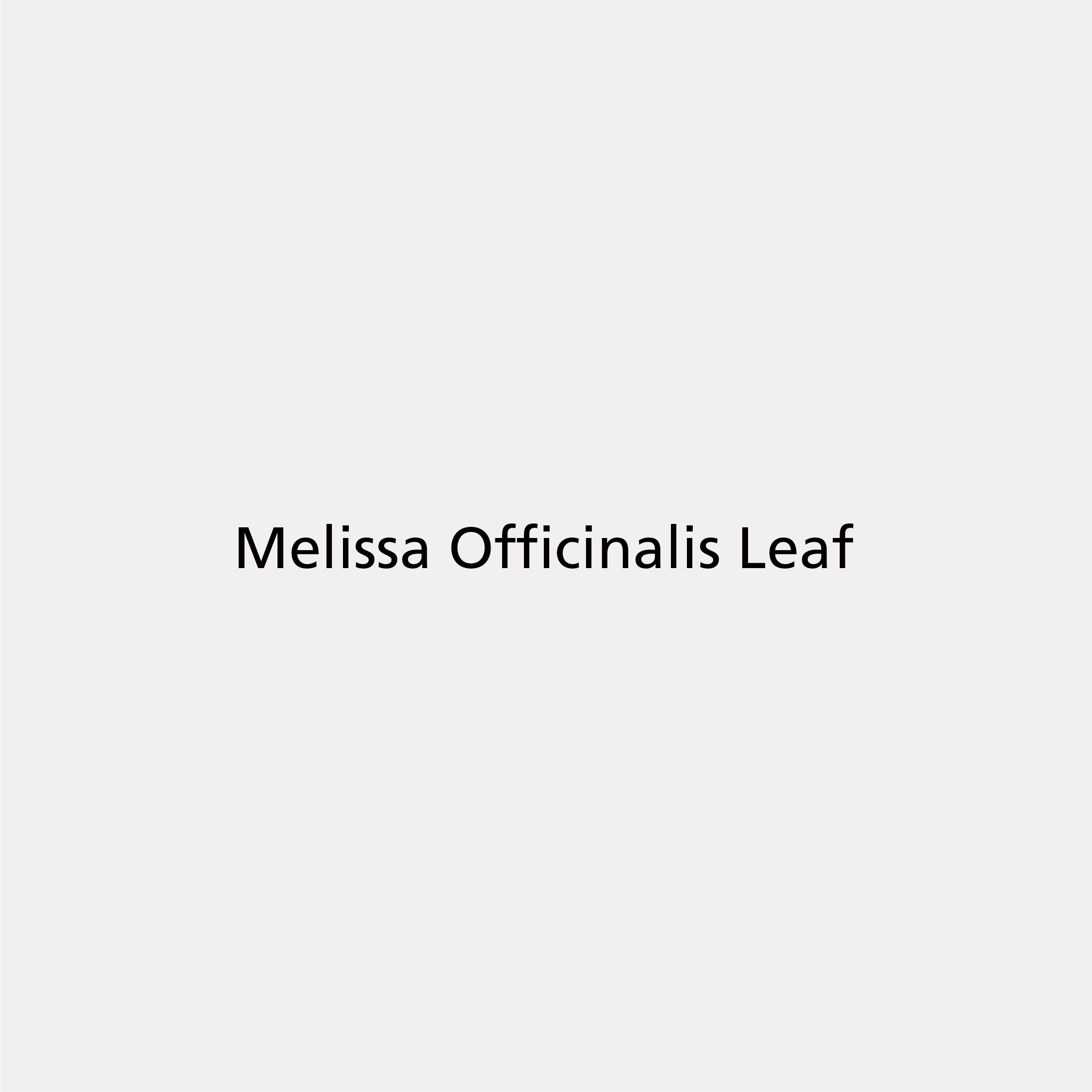 Melissa Officinalis Leaf 